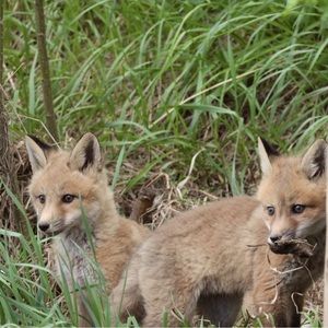 Meet your Posher, Sydney